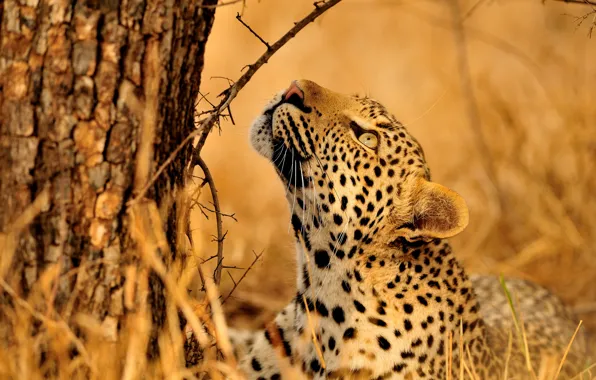 Look, face, branches, pose, tree, leopard, lies, bark