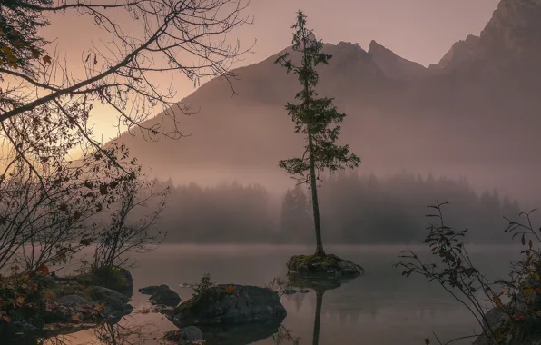 Picture autumn, forest, trees, landscape, mountains, nature, fog, stones