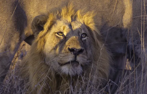 Nature, Leo, beast