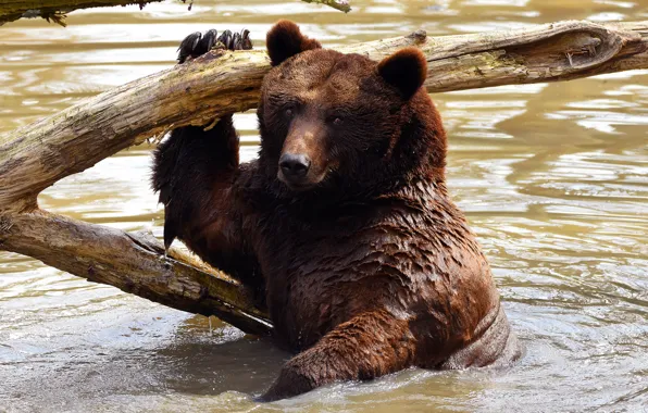 Picture look, face, water, wet, pose, bear, bathing, bear