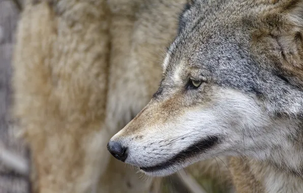 Nature, snow, predator, face, animal, wolf, wildlife, portrait