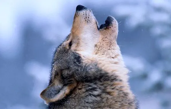 Nature, predator, animal, wolf, wildlife, portrait, portrait., Canis lupus. face