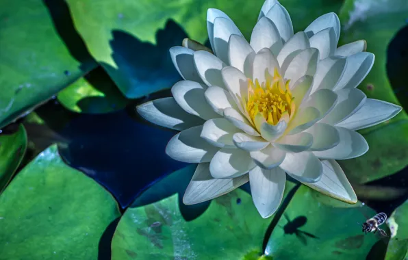 Beauty, white, Nymphaeum