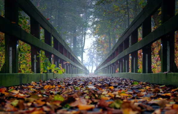 Picture autumn, leaves, trees, fog, the bridge, ultra hd, autumn in the forest, bridge in the …