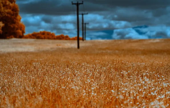 Picture field, landscape, posts