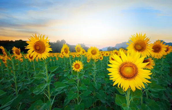 Field, sunflowers, yellow, fog, morning