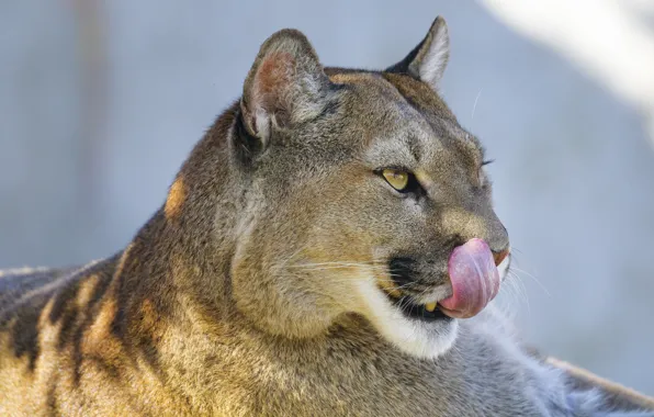 Picture language, face, Puma