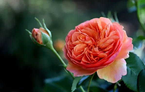 Picture macro, rose, rosebud