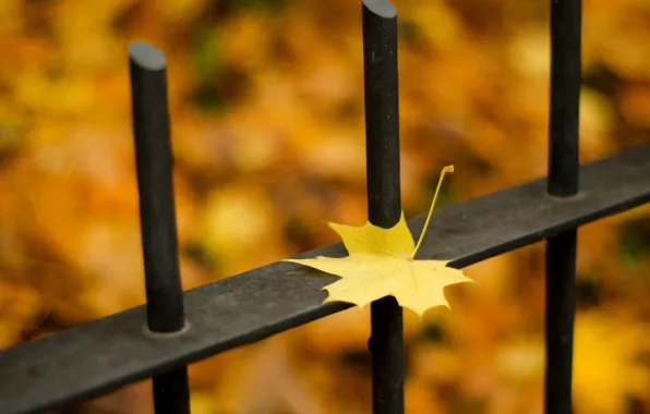 Picture autumn, leaves, macro, nature, the fence, nature, autumn, leaves