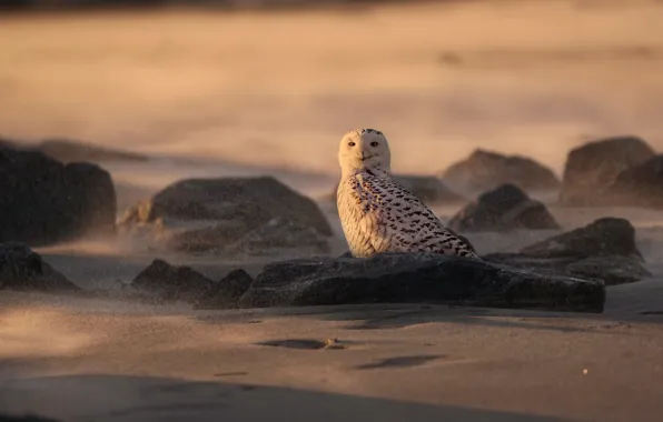 Picture sand, white, look, nature, stones, owl, bird, snowy owl