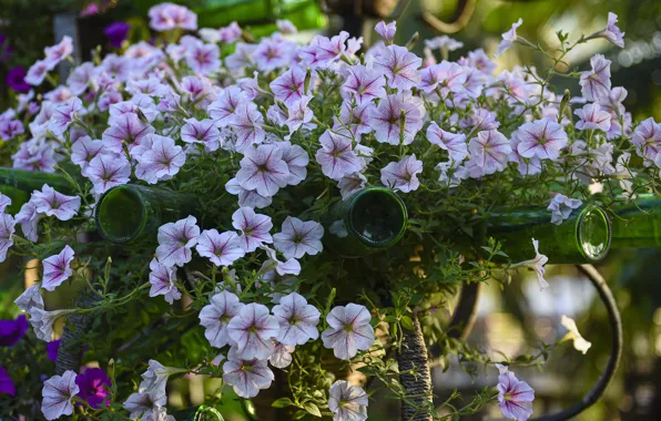 Flowers, garden, support, bottle, pink, flowerbed, petunias