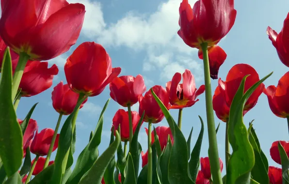 Wallpaper red, flowers, tulips, leaves, spring, the sky, clouds
