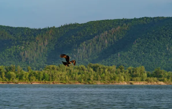 Picture forest, river, bird, Vadim Mironov
