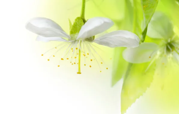 White, flowers, light background, Apple. leaves