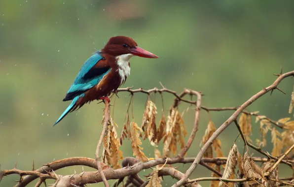Nature, background, bird