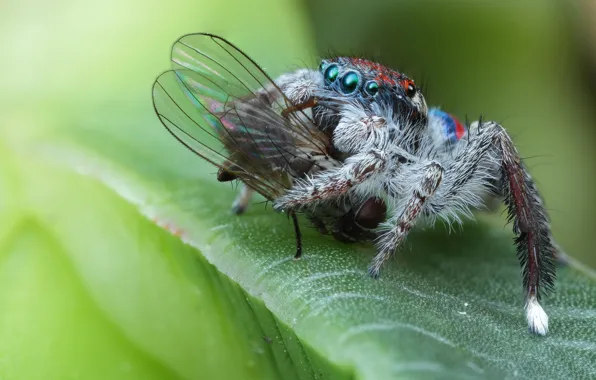 Eyes, macro, nature, fly, background, the victim, leaf, spiders