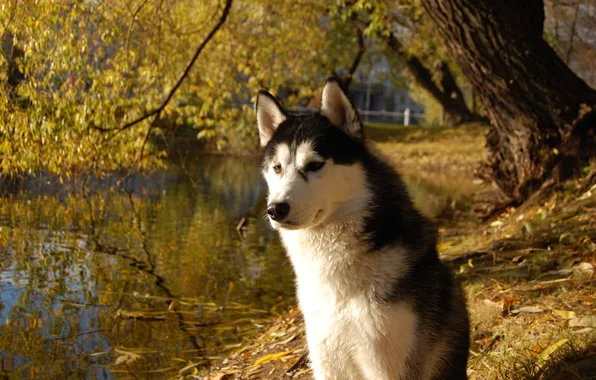 Picture each, dog, husky