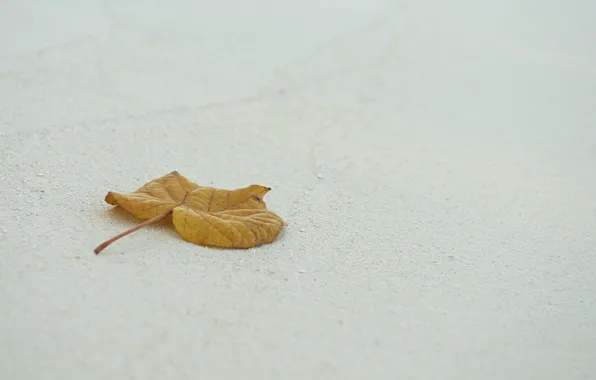 Sand, sheet, leaf, photo, photographer, Jamie Frith