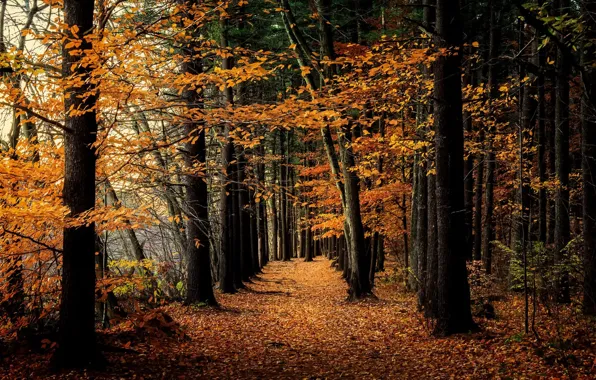 Autumn, forest, nature