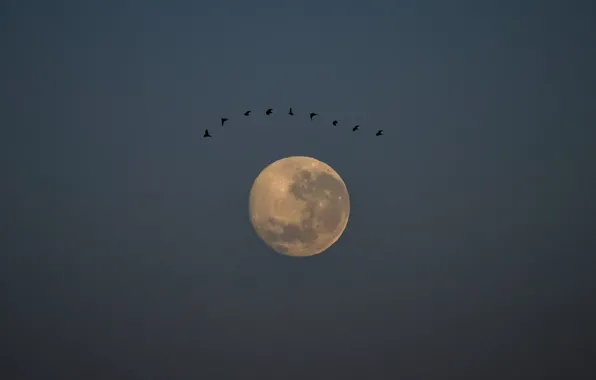 The sky, birds, night, bird, the moon, moon, sky, bird