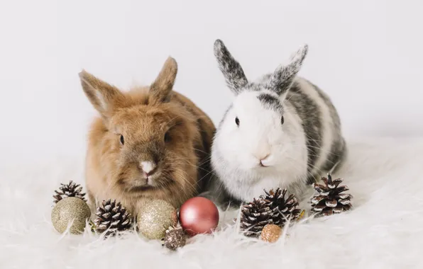 Christmas, rabbits, New year, a couple, Christmas decorations, the year of the rabbit, bunnies, 2023