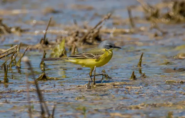Birds, nature, spring, Wagtail