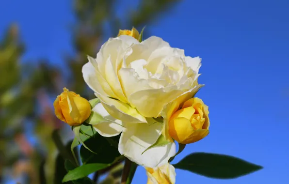 Flower, the sky, macro, blue, rose, white, buds, yellow