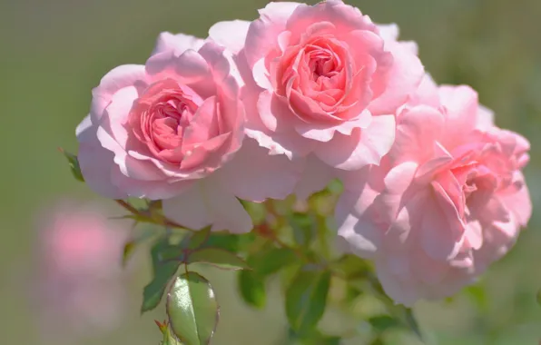 Picture blurred background, three roses, pink buds