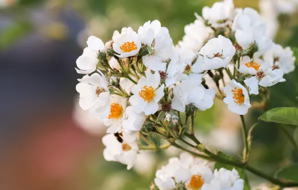 Picture flowers, briar, white