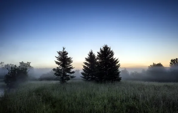 Picture field, trees, landscape, nature, morning