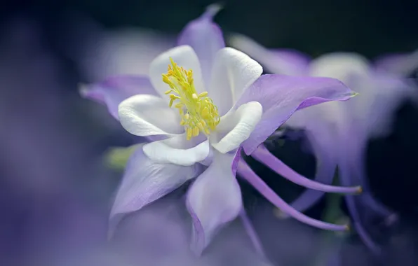 Macro, petals, the catchment, Aquilegia