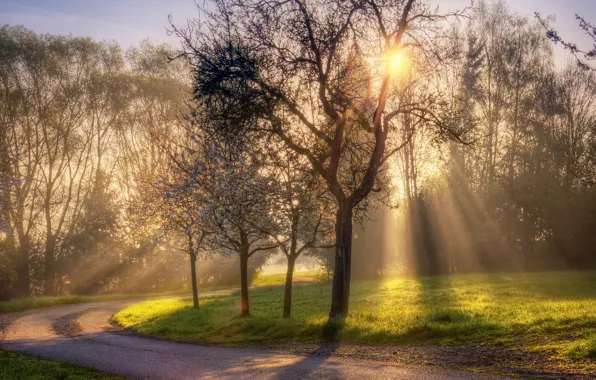 Picture rays, trees, road, sunrise