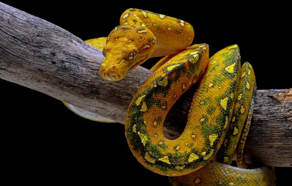 Snake, branch, Python, yellow