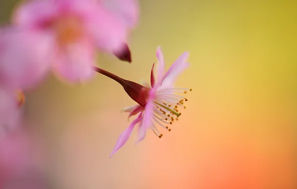 Flower, cherry, background, pink