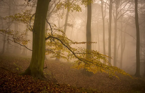 Autumn, forest, nature