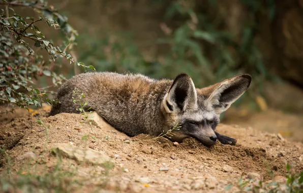 Picture sand, stay, Fox, Fox, bat-eared