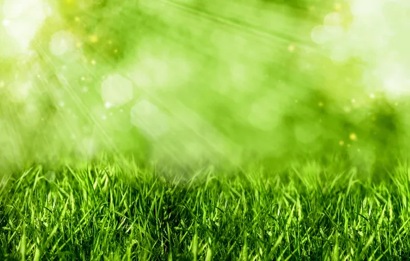 Grass, rays, light, green, bokeh