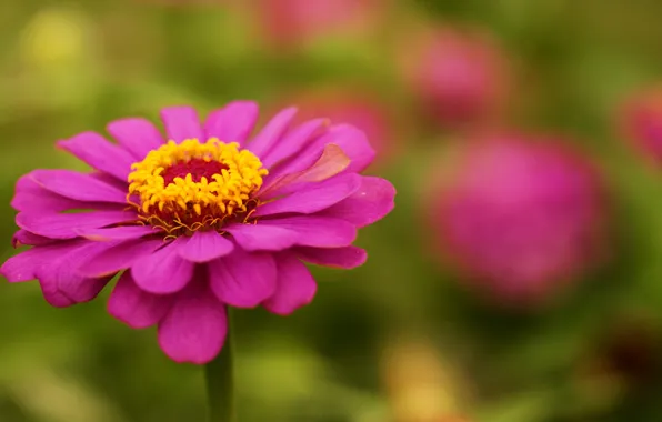 Greens, flower, summer, pink, focus, tsiniya