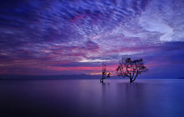 Picture the sky, clouds, mountains, lake, tree, the evening, glow