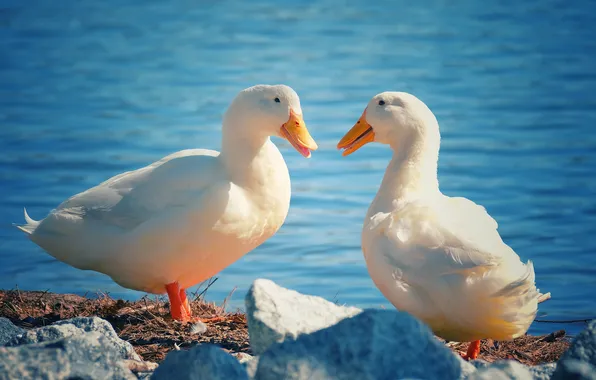Birds, stones, shore, duck, white, a couple, duck, pond