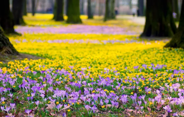 Picture trees, flowers, nature, Park, spring, yellow, crocuses, lilac