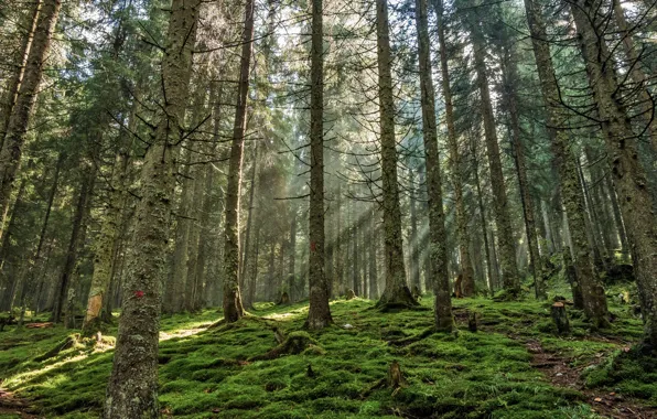 Forest, pine, sunlight