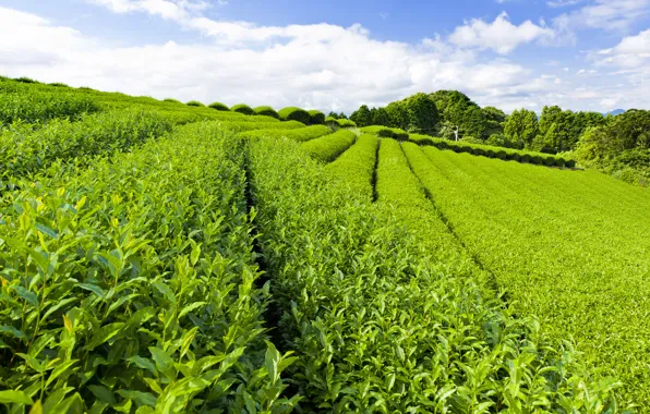 The sky, leaves, track, green, tea, paths, plantation