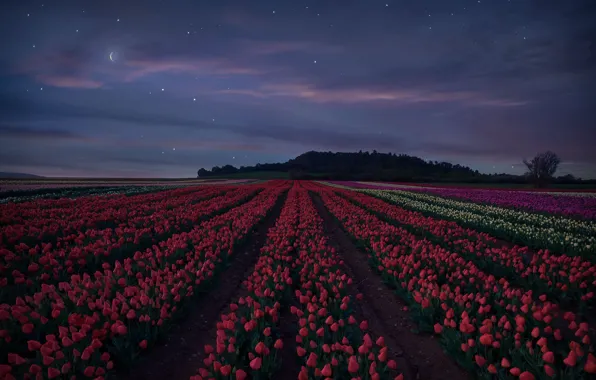 Field, forest, the sky, stars, clouds, sunset, flowers, night
