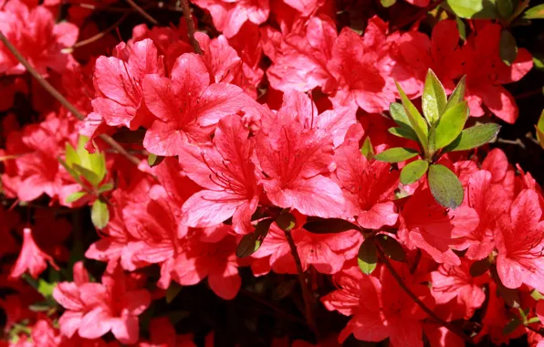 Light, flowers, branches, red, nature, background, bright, petals