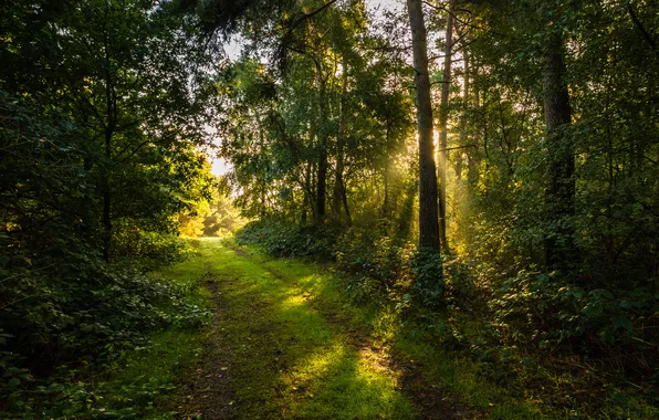 Road, forest, nature, sunlight
