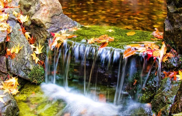 Leaves, water, Nature
