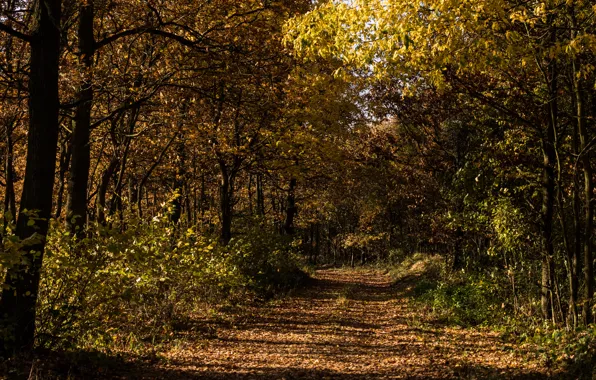 Autumn, forest, grass, trees, nature, foliage