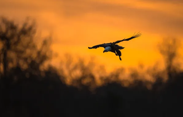 Flight, sunset, pose, bird, silhouette, eagle, yellow background, bokeh