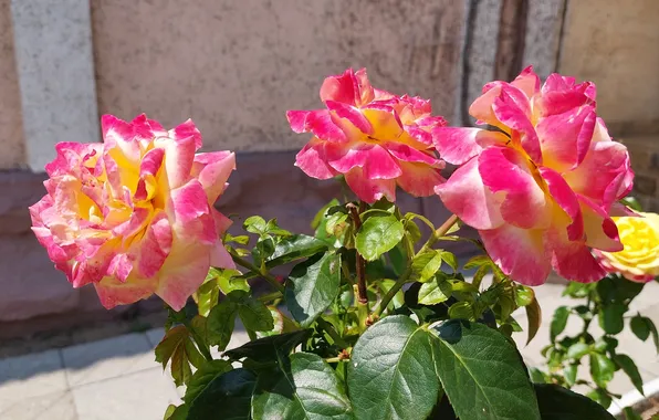 Bush, roses, trio, summer 2024